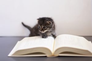 読書する子猫