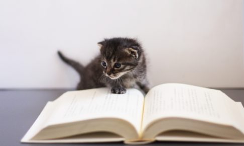 読書する子猫